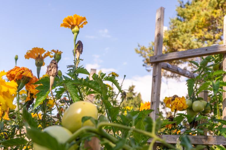 flowers, tomatoes, and more in a biodiverse garden