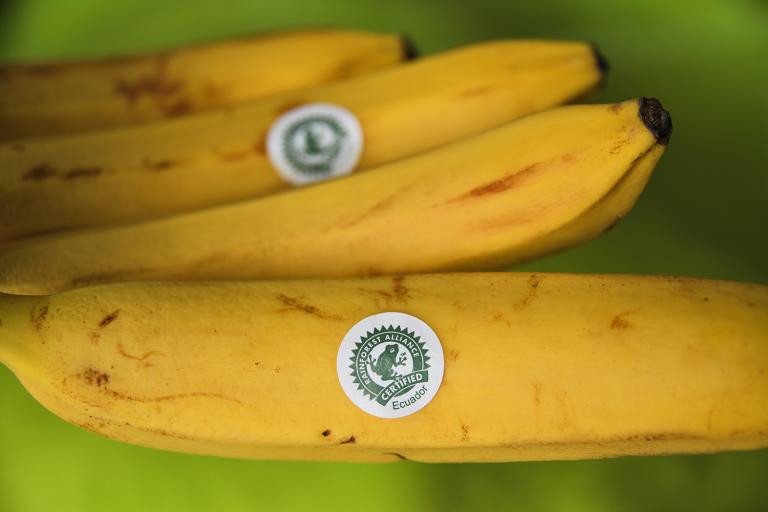 a bunch of sustainably sourced bananas